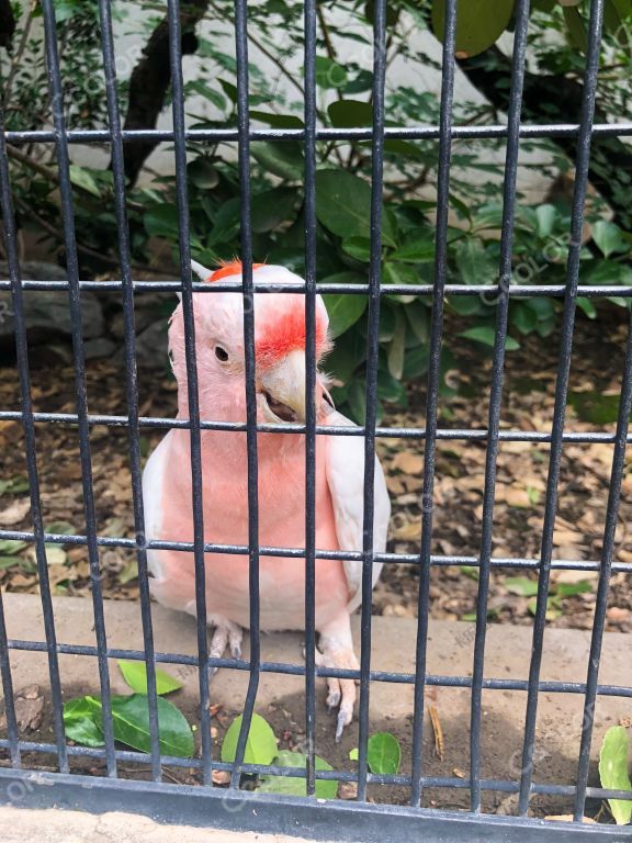 北京动物园的粉色鹦鹉