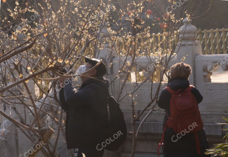 场景类：新冠防控期，景山公园内游客戴着口罩拍摄腊梅花
