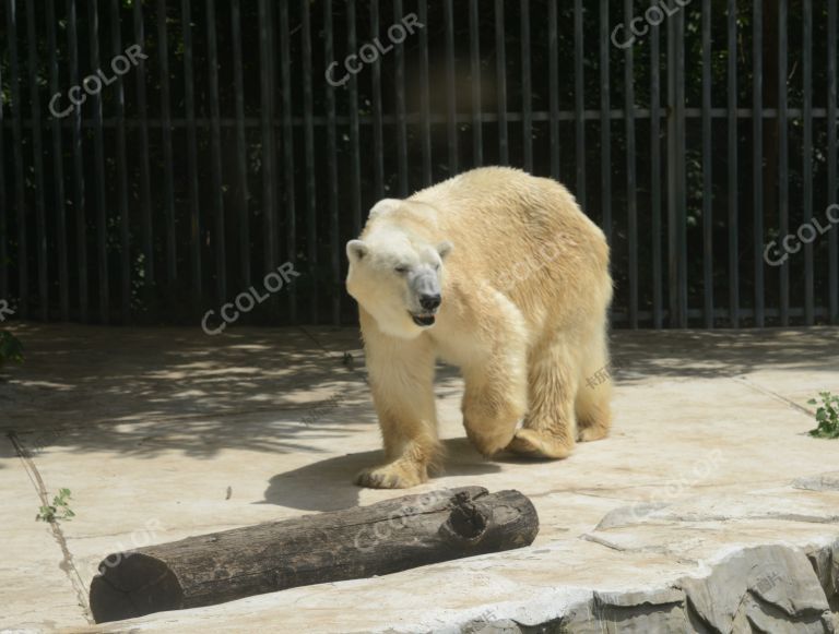 动物类:北京动物园的北极熊