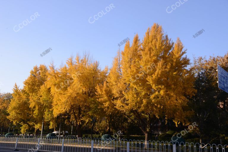 风光类：崇文门内大街的银杏树