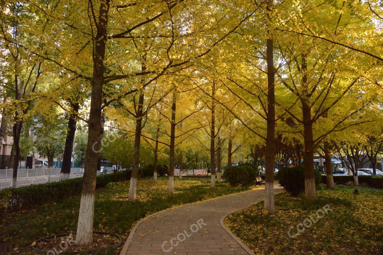 风光类：南河沿大街街心公园里的林荫小道和深秋的银杏树