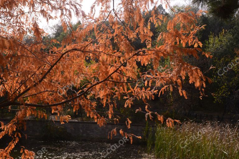 风光类：北京植物园的深秋，樱桃沟的水杉树