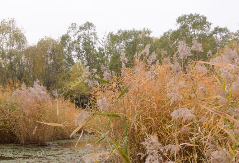 风光类：初冬时节的湿地，彩叶和芦苇