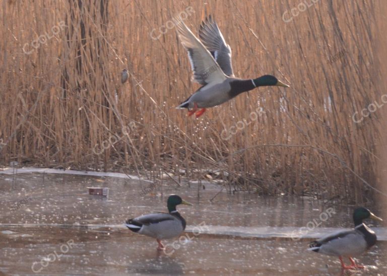 风光类：冬季的湿地，芦苇丛中的野鸭