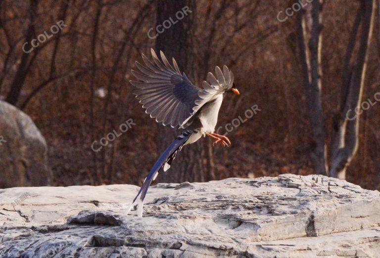 奥林匹克森林公园（奥森公园）的鸟，红嘴蓝鹊