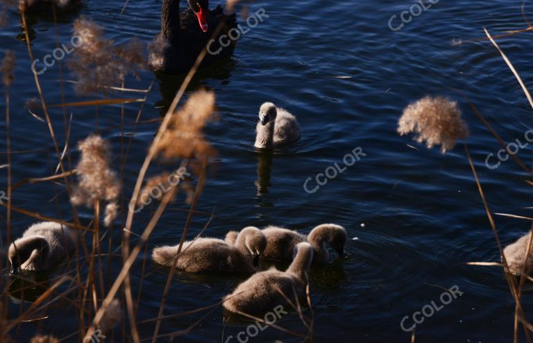 动物类：圆明园遗址公园后湖的黑天鹅