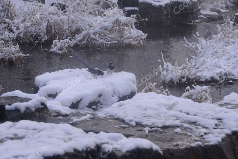 风光类：湿地雪景，雪中觅食的鸟