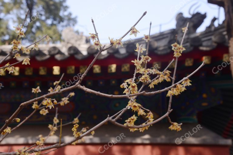 植物类：北京早春，卧佛寺的蜡梅