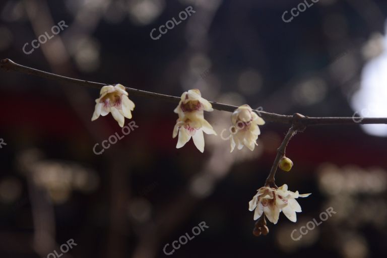 植物类：北京早春，卧佛寺的蜡梅