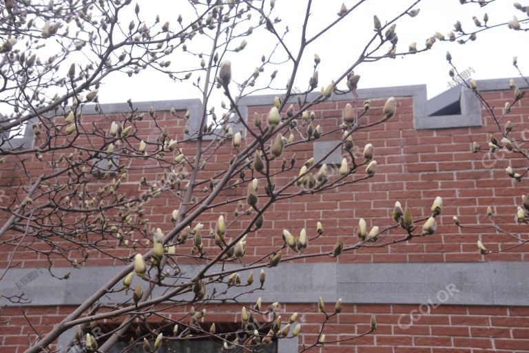 植物类：北京早春，比利时大使馆旧址前含苞待放的玉兰花