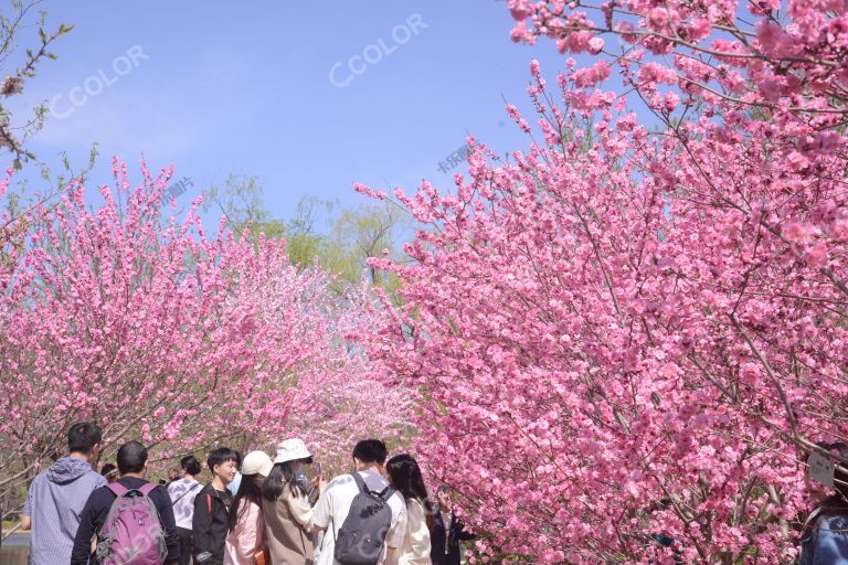 风光类：清明节期间，北京植物园的春景和游人