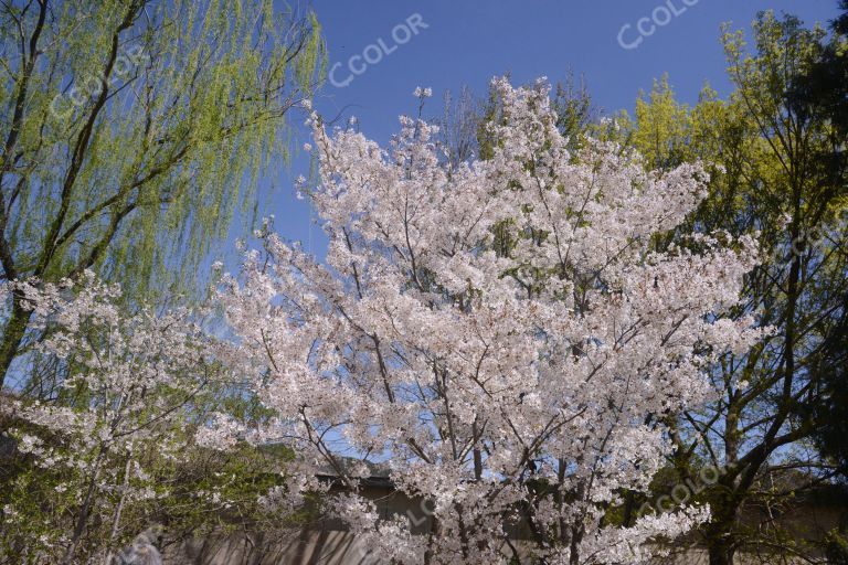 风光类：北京植物园第23届桃花节及第18届世界名花展，澄湖区的樱花