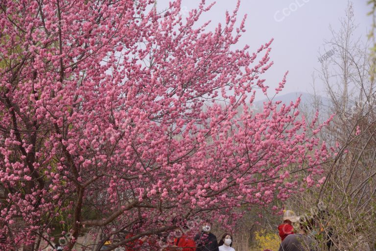 风光类：北京植物园春景，澄湖区的春花