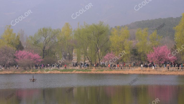 风光类：北京植物园春景，澄湖区的春花