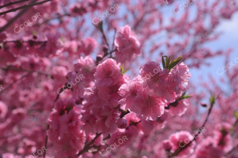 风光类：北京植物园桃花节，澄湖区的山桃花