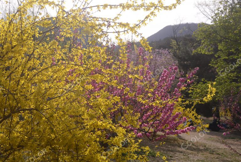 风光类：北京植物园第23届桃花节，碧桃园的桃花