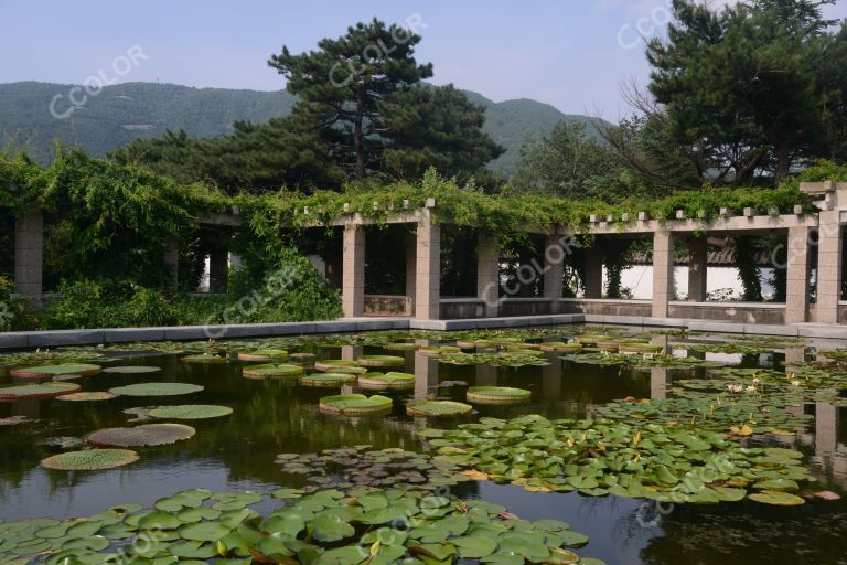 风光类：北京植物园夏日风光，丁香园的睡莲