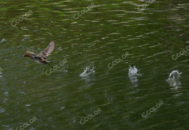 动物类：荷花池中的水禽，野鸭子和秧鸡