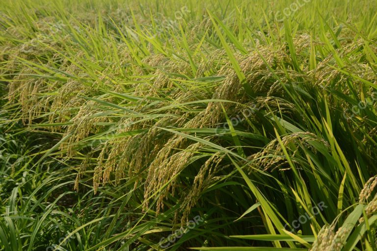 生活类：秋分（农民丰收季），京西稻田