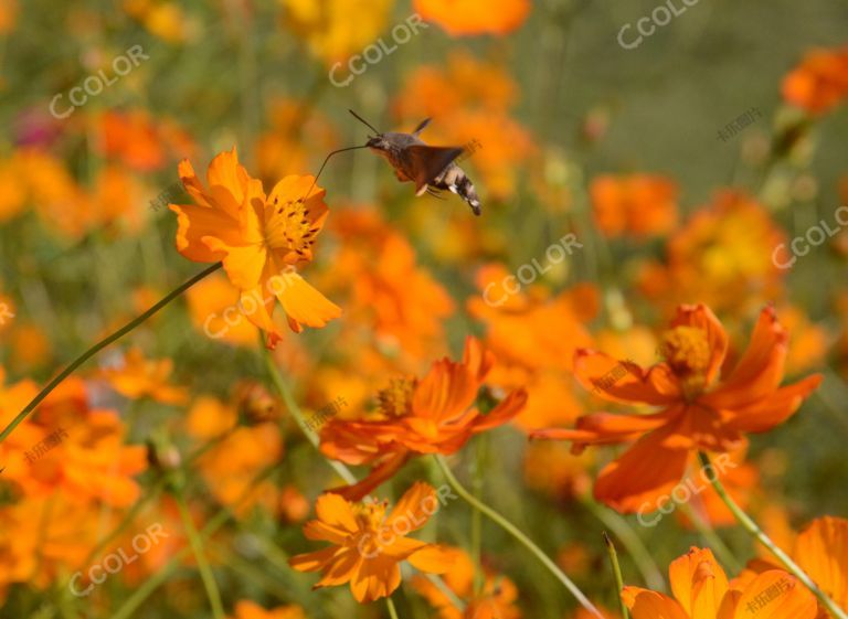 国庆节专题：十月的奥森公园，菊花丛中的蜂鸟