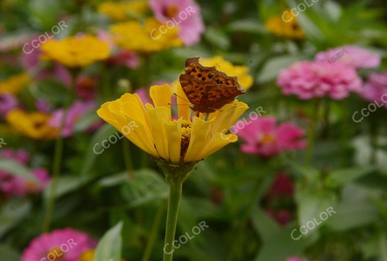 动物类：菊花丛中的蝴蝶