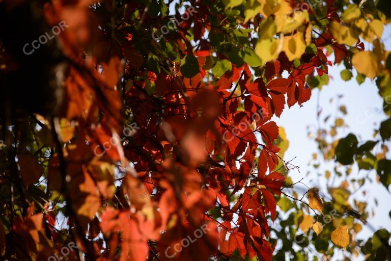 风光类：奥森公园的秋季