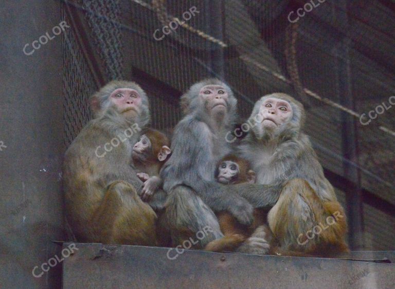 动物类：铁丝网中的猴子
