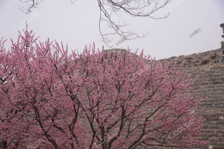 休闲类：明城墙遗址公园的春天