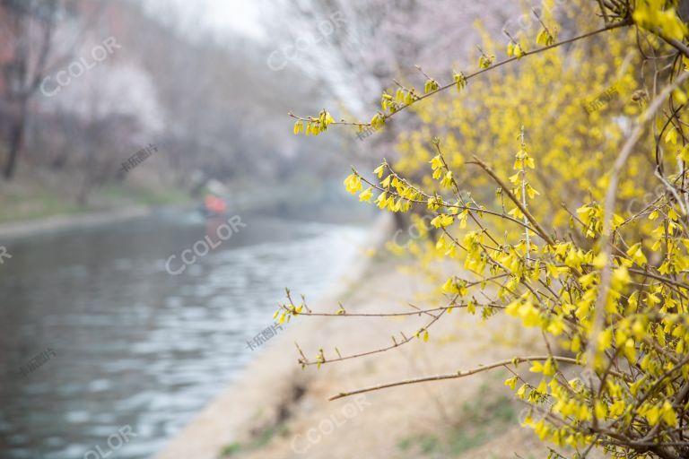 春日河边的花