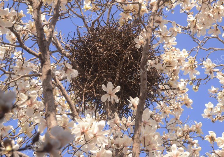 生态环境类：玉兰花树上的鸟巢