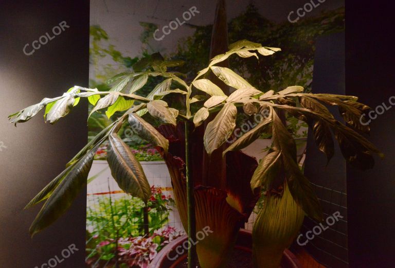 植物类：世界珍惜濒危植物，巨魔芋