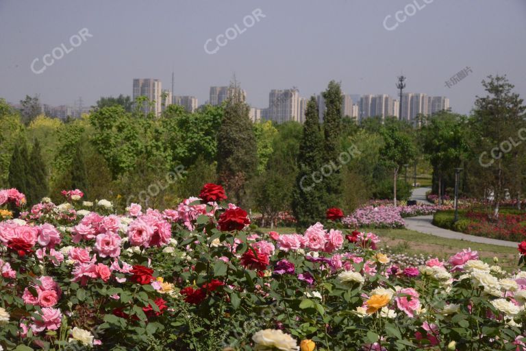 北京城市副中心，城市绿心森林公园京苑友谊月季园