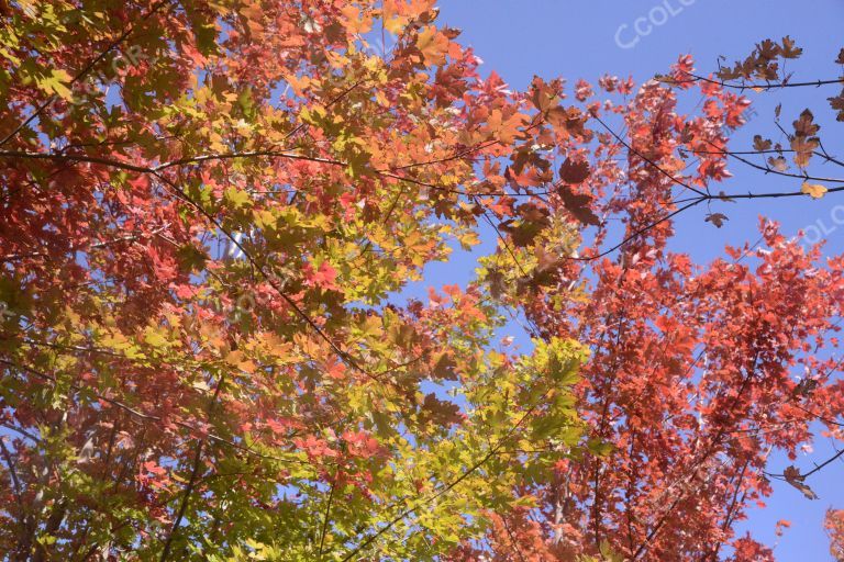 秋季风光：城市副中心网红打卡公园的彩叶