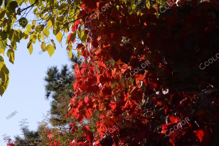 秋季风光：奥森公园的彩叶
