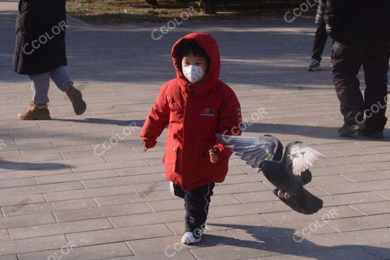 新春游园，鸽子与戴口罩的少年儿童