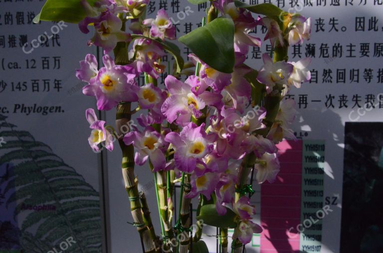 春节游园，国家植物园南园温室兰花展