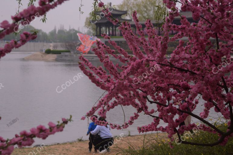 北京城市副中心，运河森林公园的榆叶梅