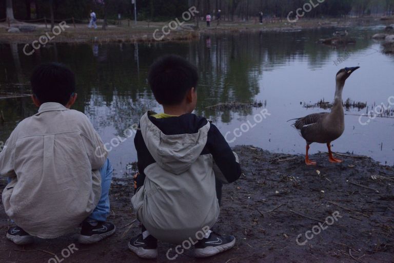 奥森公园，大雁与少年儿童