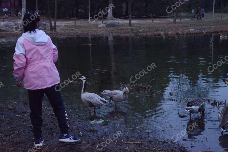 奥森公园，大雁与少年儿童