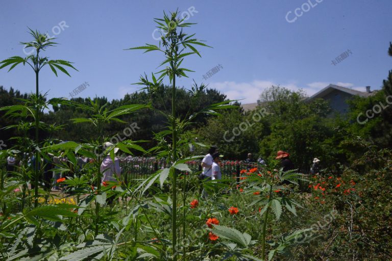 麻醉药品大麻，中国科学院公众科学日活动