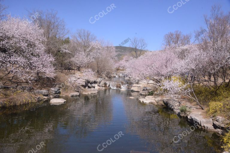 国家植物园春季风光（早春风光），澄湖区山桃花溪