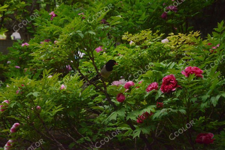 野生动物椋鸟和春季花卉牡丹