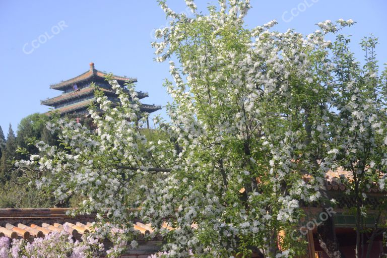 景山公园，观德殿春季风光海棠花与万春亭