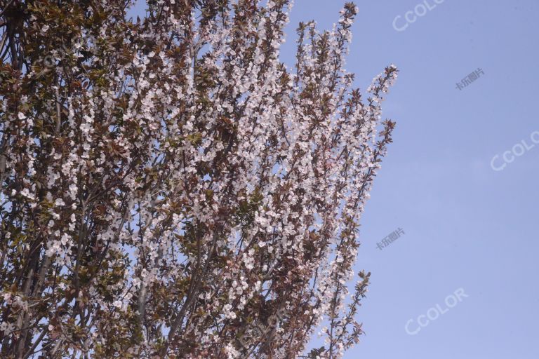 景山公园春季花卉，美人梅和紫叶李
