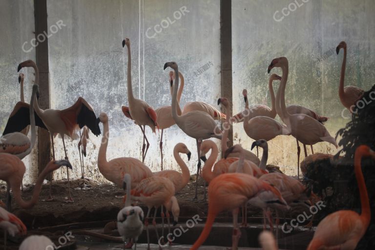 动物保护 北京动物园 火烈鸟