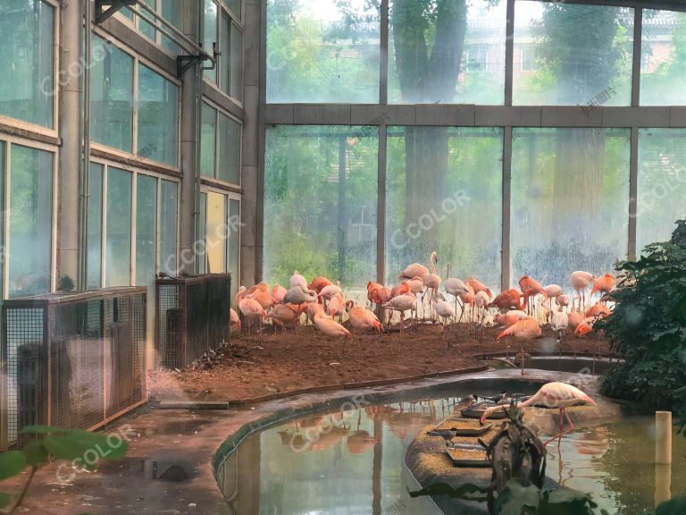 北京动物园的大火烈鸟