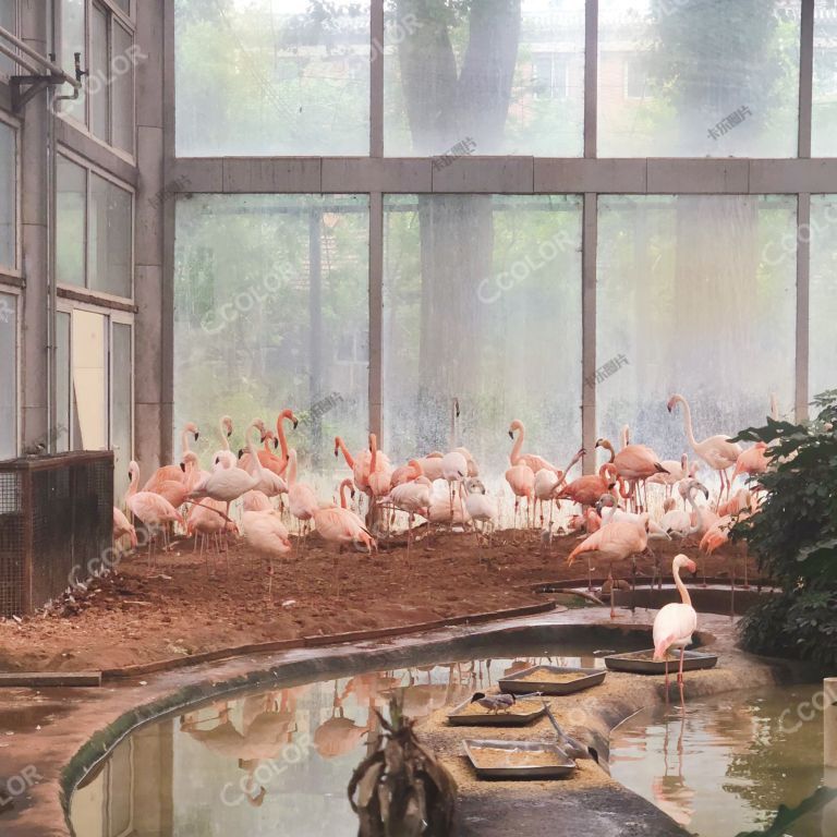 北京动物园的火烈鸟