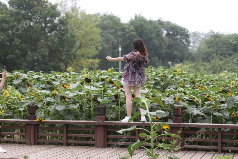 风光类：奥林匹克森林公园向日葵展 拍照的女青年