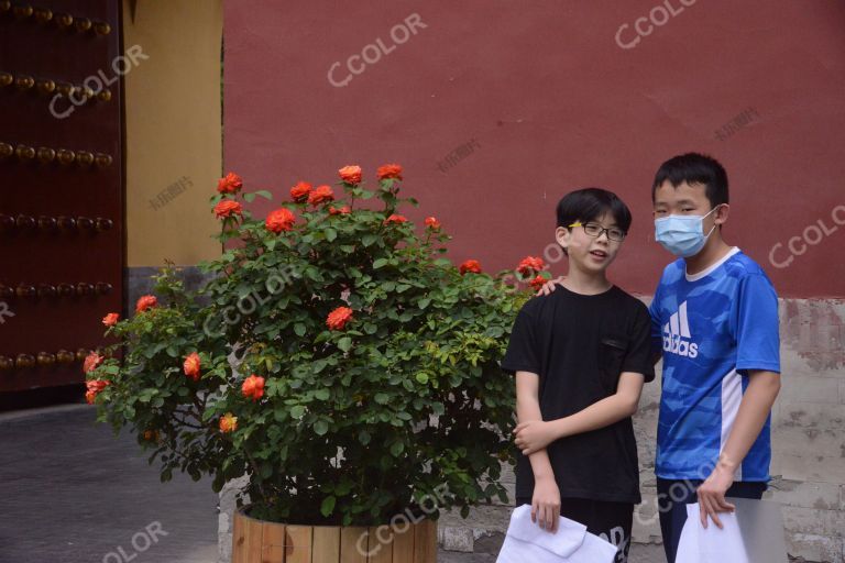 新闻类：疫情中复苏的北京，天坛公园月季节