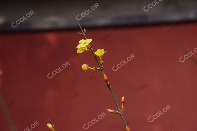 植物类：北京早春，北京植物园的迎春花